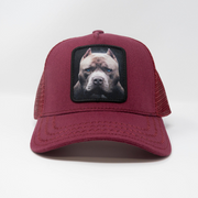 Sombrero Gold Star - pitbull burgundy Trucker hat